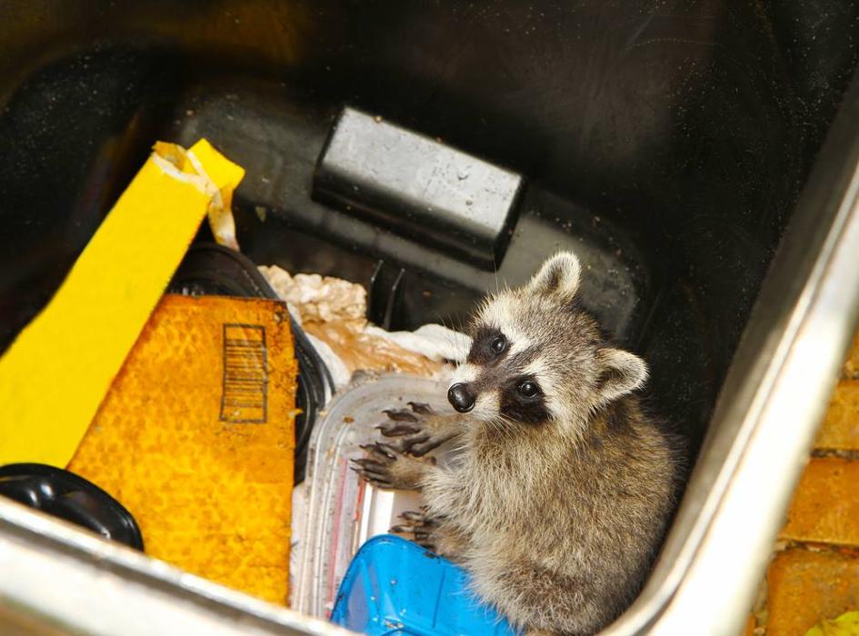 Critter Control - Tallahassee, FL