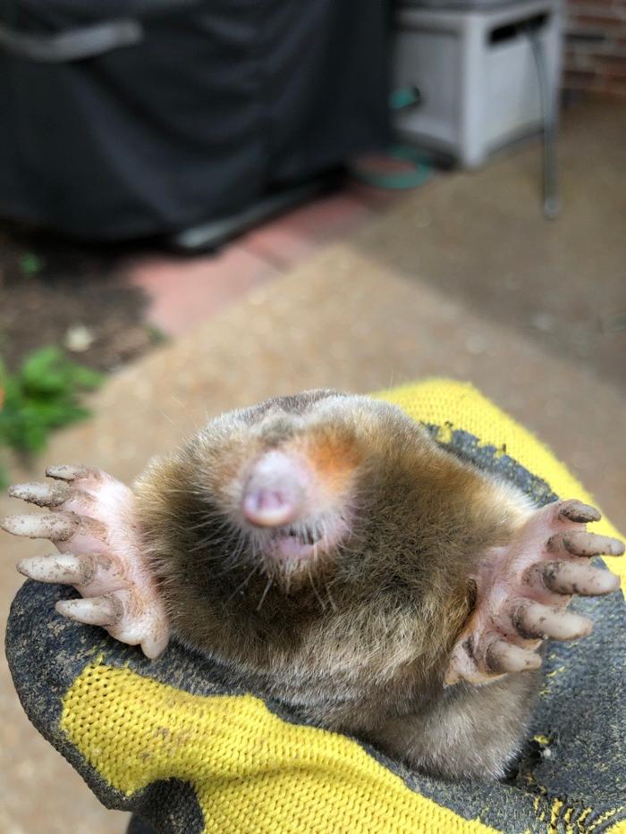 Critter Control - Tallahassee, FL