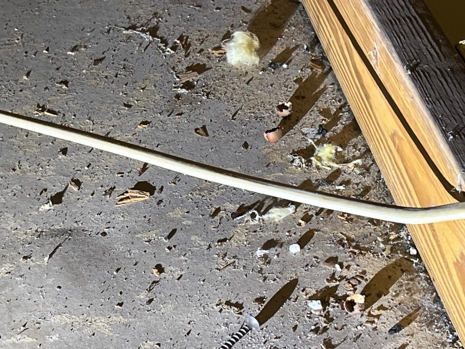 Critter Control - Tallahassee, FL