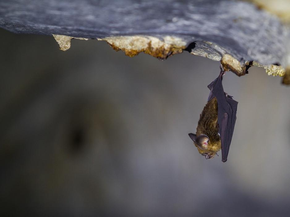 Critter Control - Tallahassee, FL