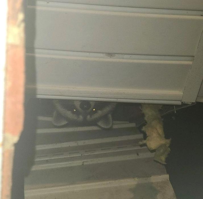 Critter Control - Buford, GA