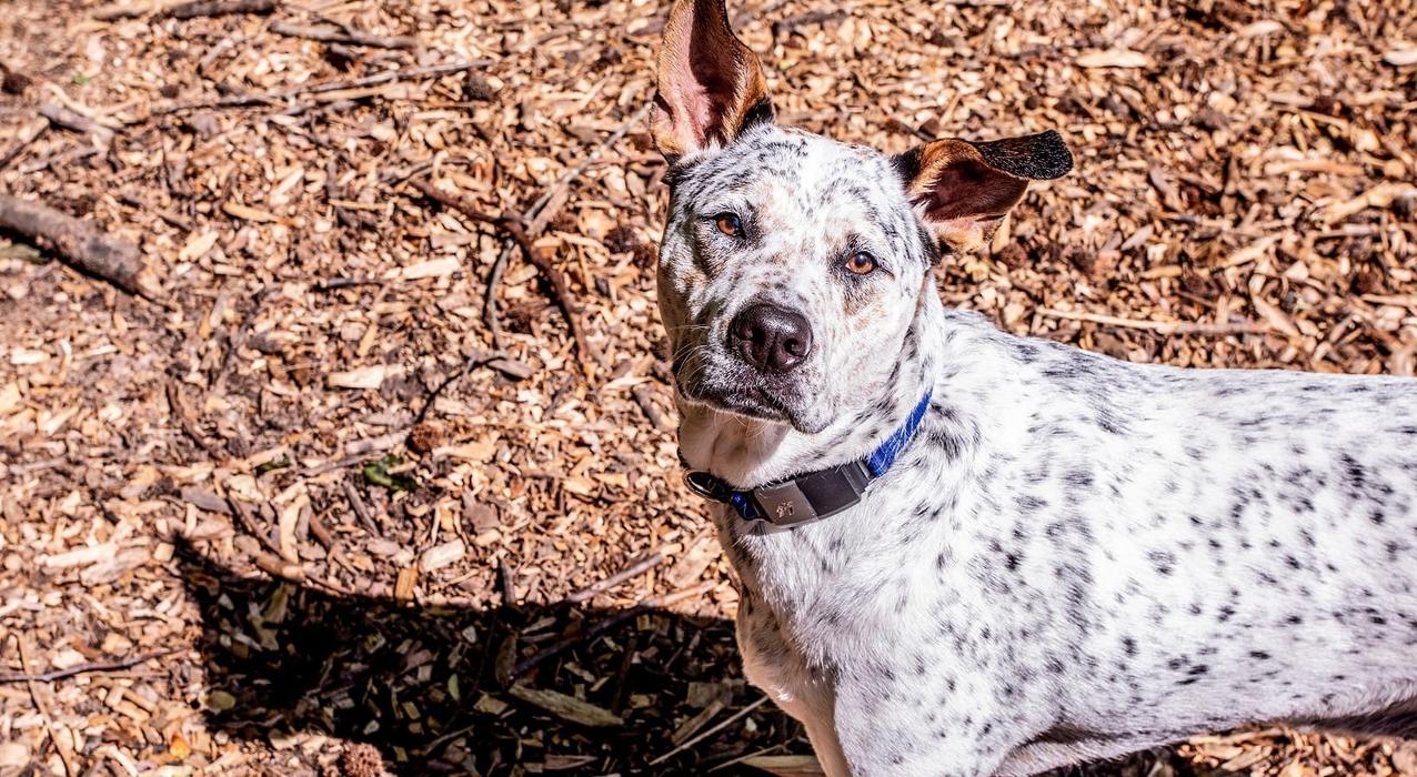 Broadstone Pullman Image