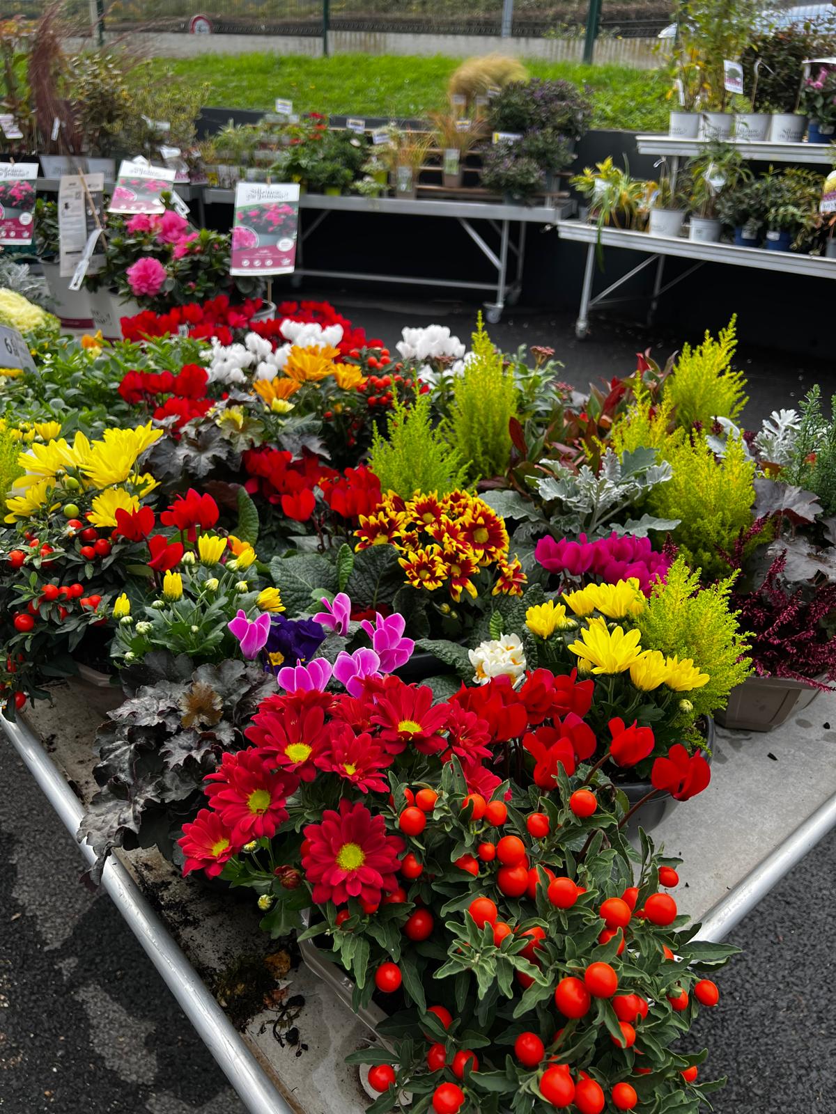 Miniature de la galerie