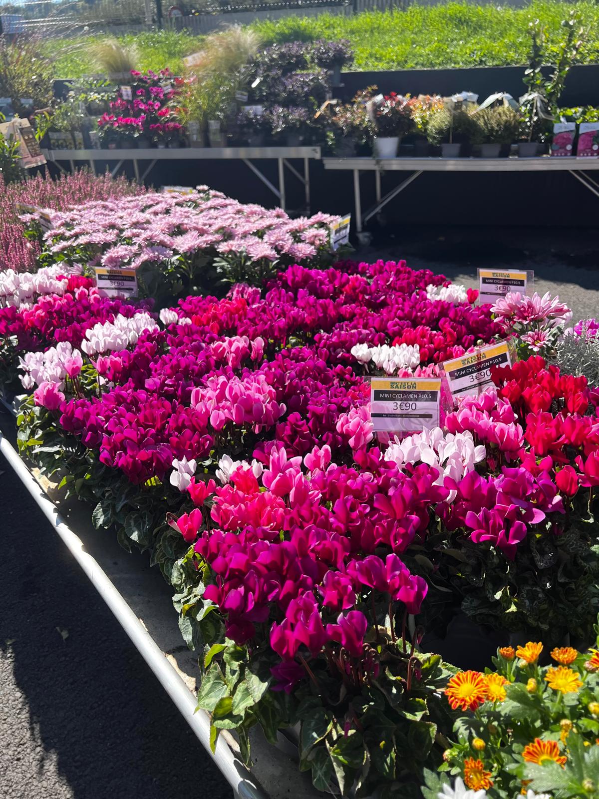 Miniature de la galerie