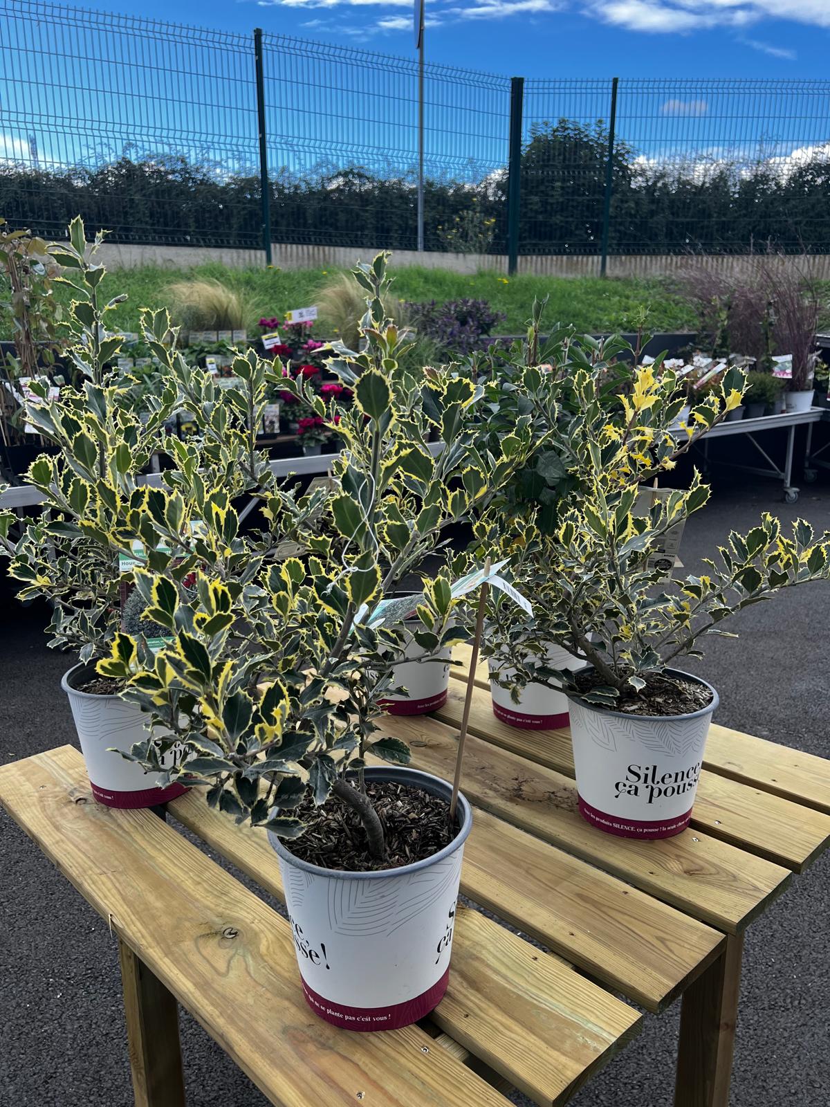 Miniature de la galerie