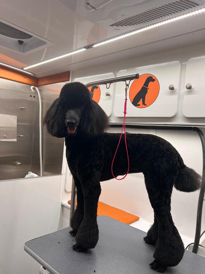 Furry Land Mobile Pet Grooming Fairfield County - Stamford, CT