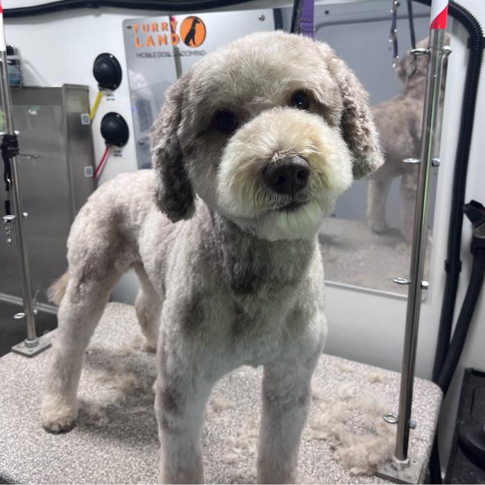 Furry Land Mobile Pet Grooming Fairfield County - Stamford, CT