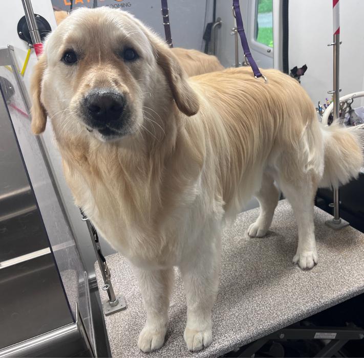 Furry Land Mobile Pet Grooming Fairfield County - Stamford, CT