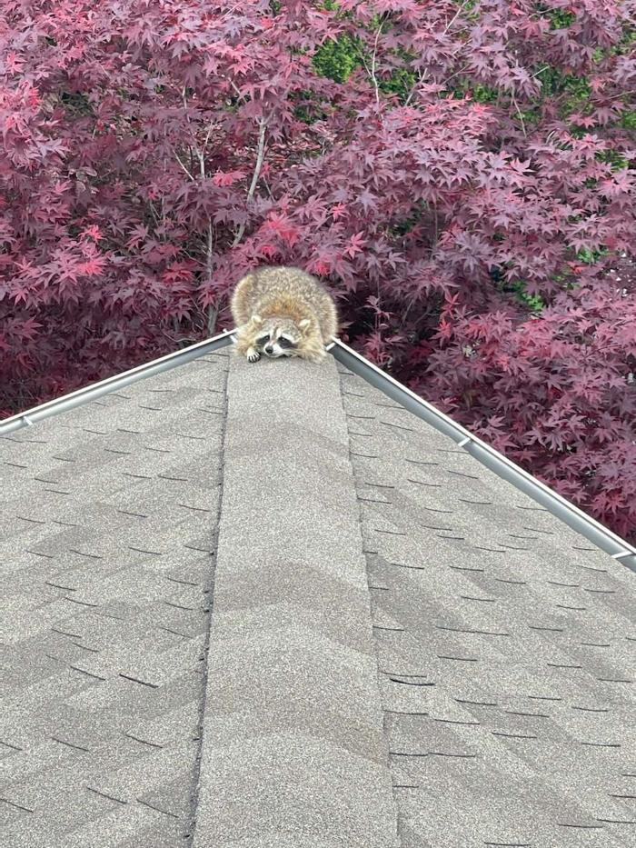 Critter Control - Fairfax, VA