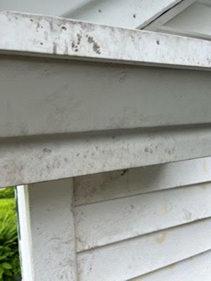 Critter Control - Fairfax, VA