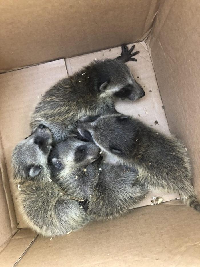 Critter Control - Fairfax, VA
