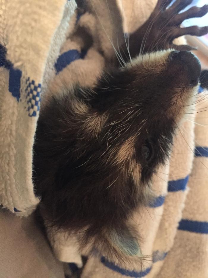 Critter Control - Fairfax, VA
