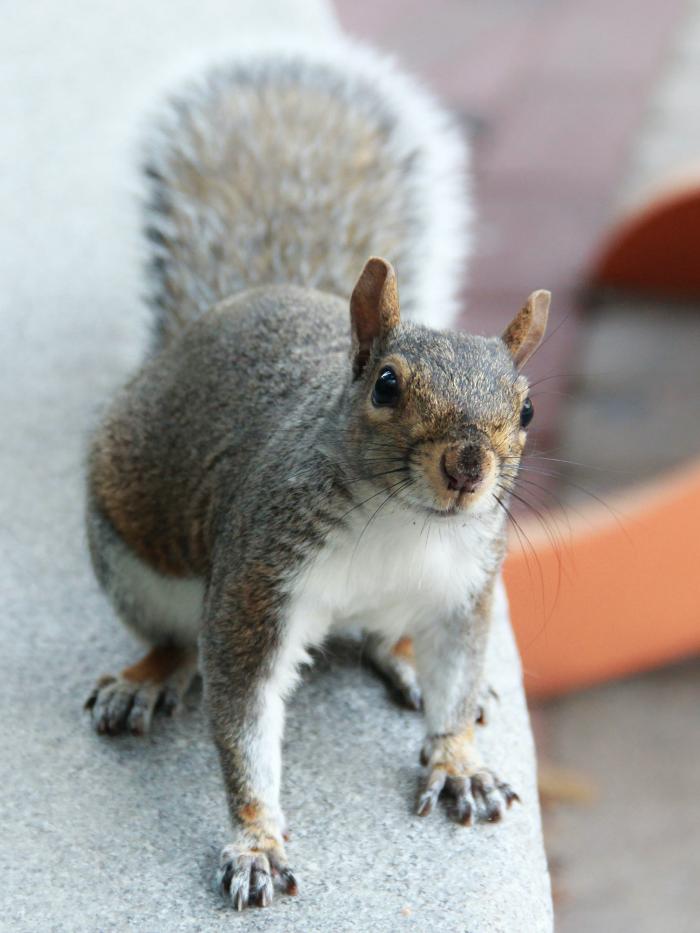 Critter Control - Fairfax, VA