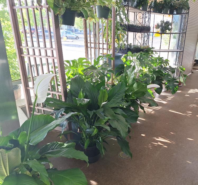 Albuquerque Florist Image