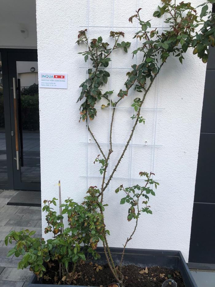 INQUA Institut für Coaching, Hasengasse in Bad Vilbel