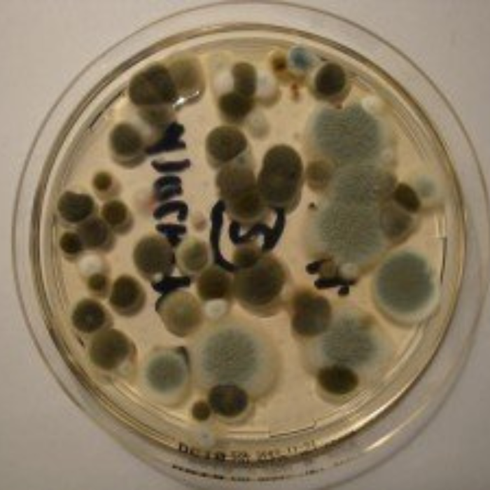 bioCon - Experten für Schimmel, Schädlinge & Co. | Schädlingsbekämpfung Kriegerowski, Kleiststraße in Bernau bei Berlin