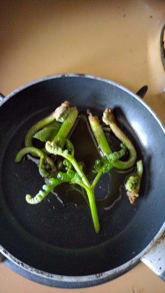 Vita'flore Naturopathe médecin généraliste
