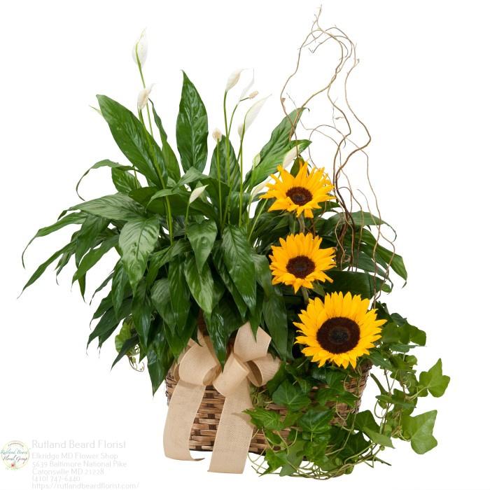 The Flower Bucket Image