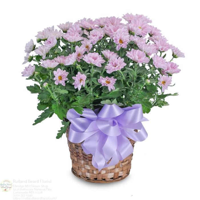 The Flower Bucket Image