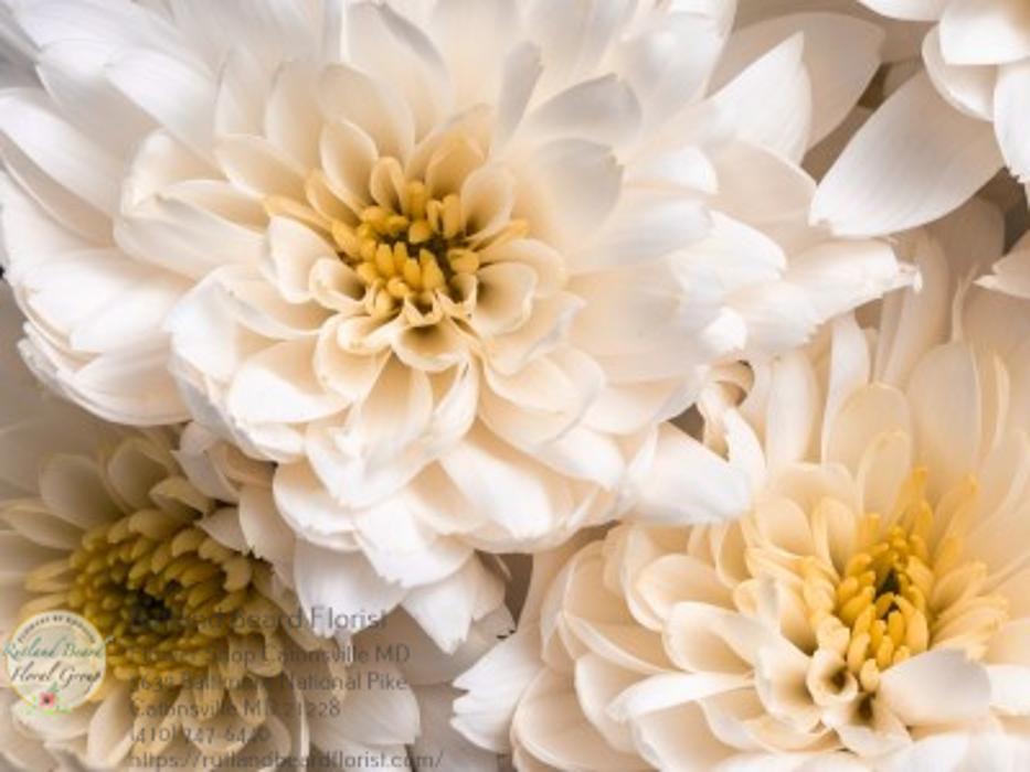 The Flower Bucket Image