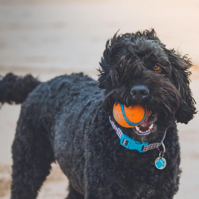 Fetch! Pet Care of West Trenton and Yardley - Trenton, NJ