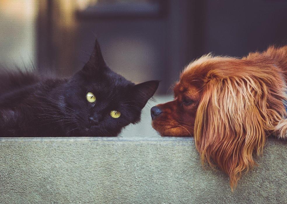 Fetch! Pet Care of West Trenton and Yardley - Trenton, NJ