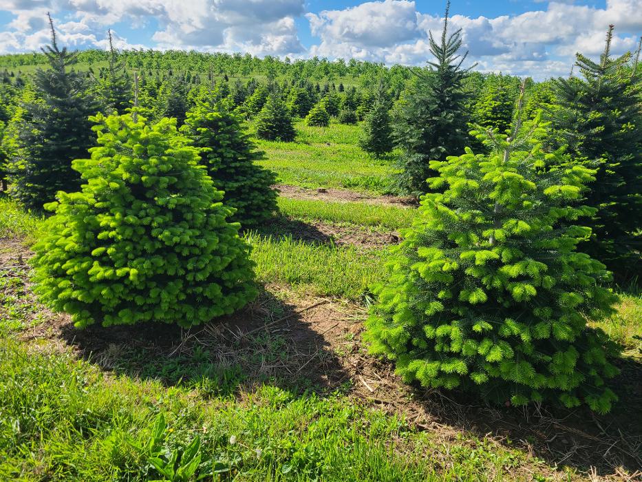 Showers Tree Farm - Aspers, PA