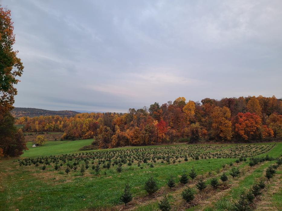 Showers Tree Farm - Aspers, PA