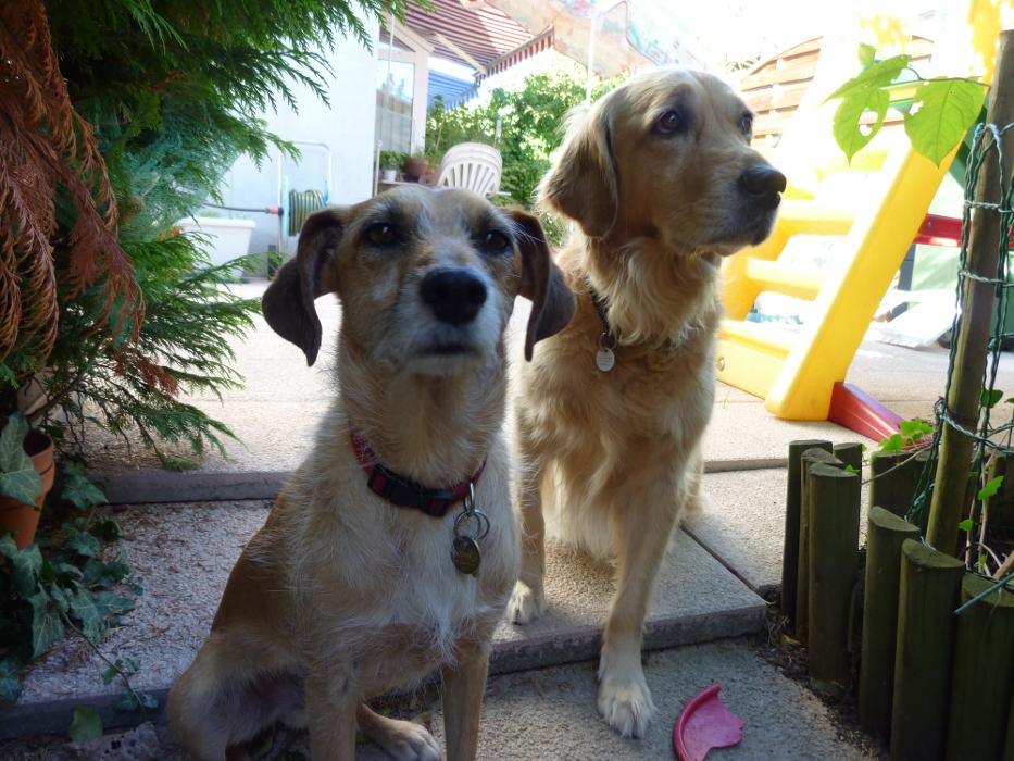 Hundebetreuung Oldies but Goldies in Lyss