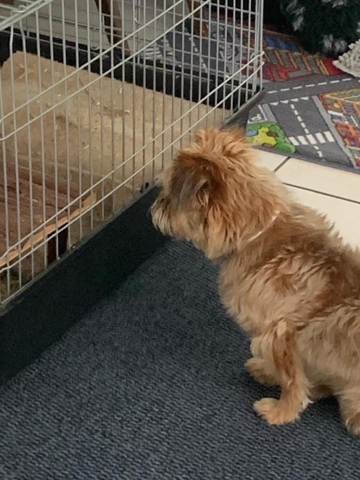 Hundebetreuung Oldies but Goldies, Stockhornweg in Lyss