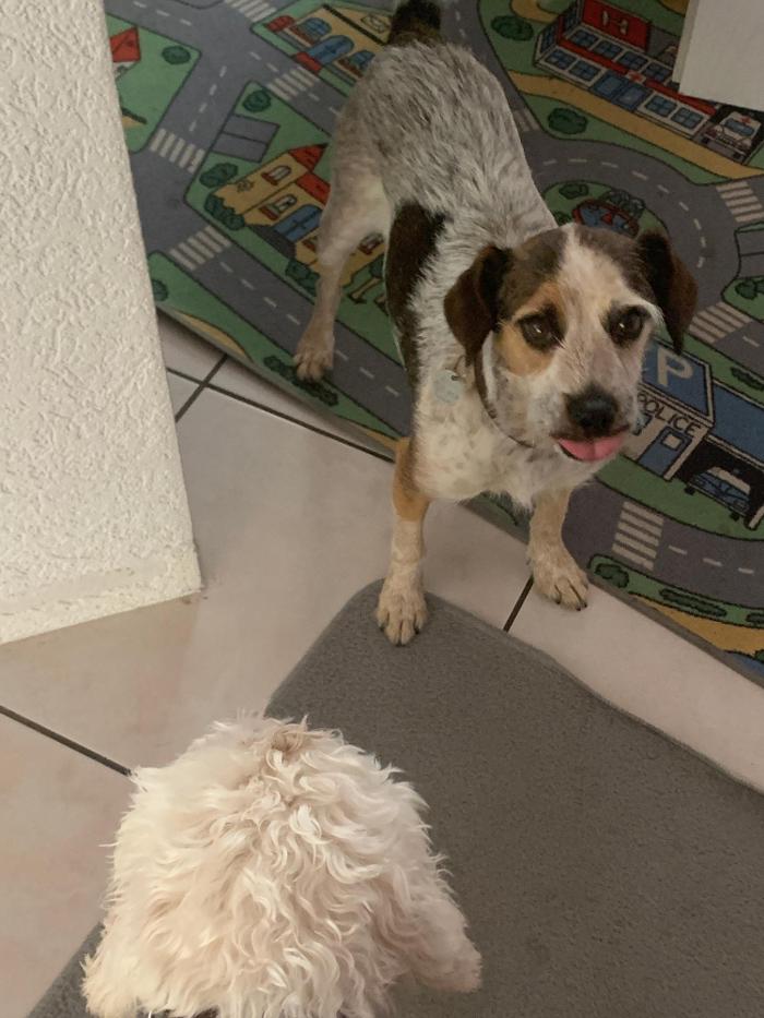 Hundebetreuung Oldies but Goldies, Stockhornweg in Lyss