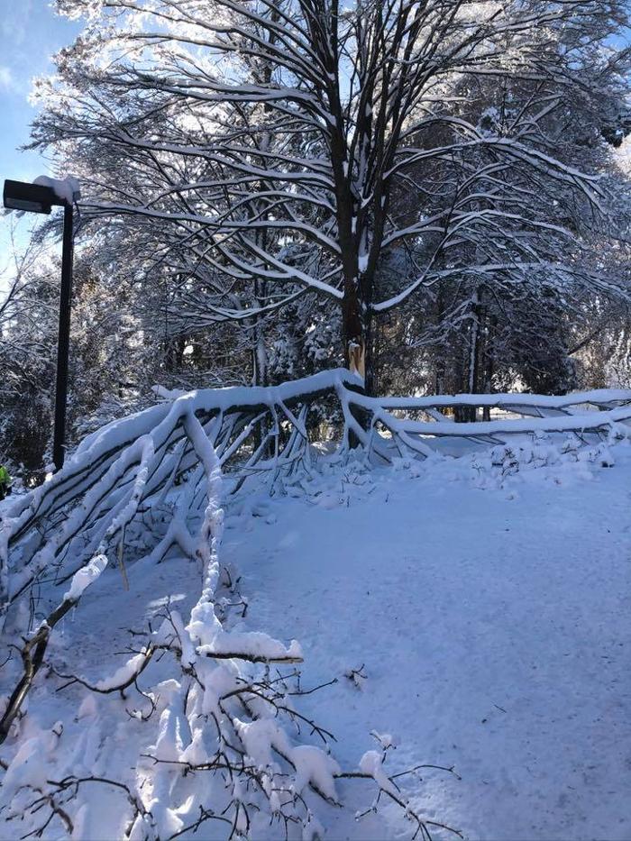 On Point Tree - New City, NY