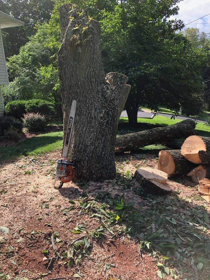 On Point Tree - New City, NY