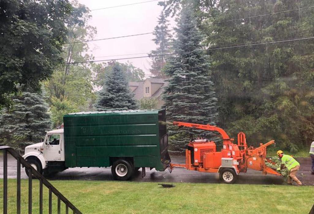 On Point Tree - New City, NY