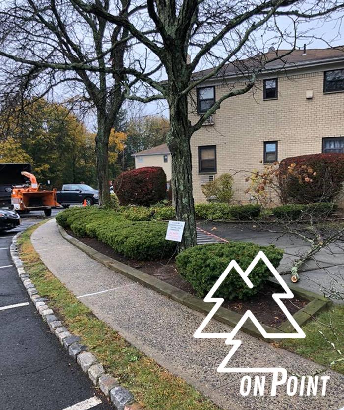 On Point Tree - New City, NY