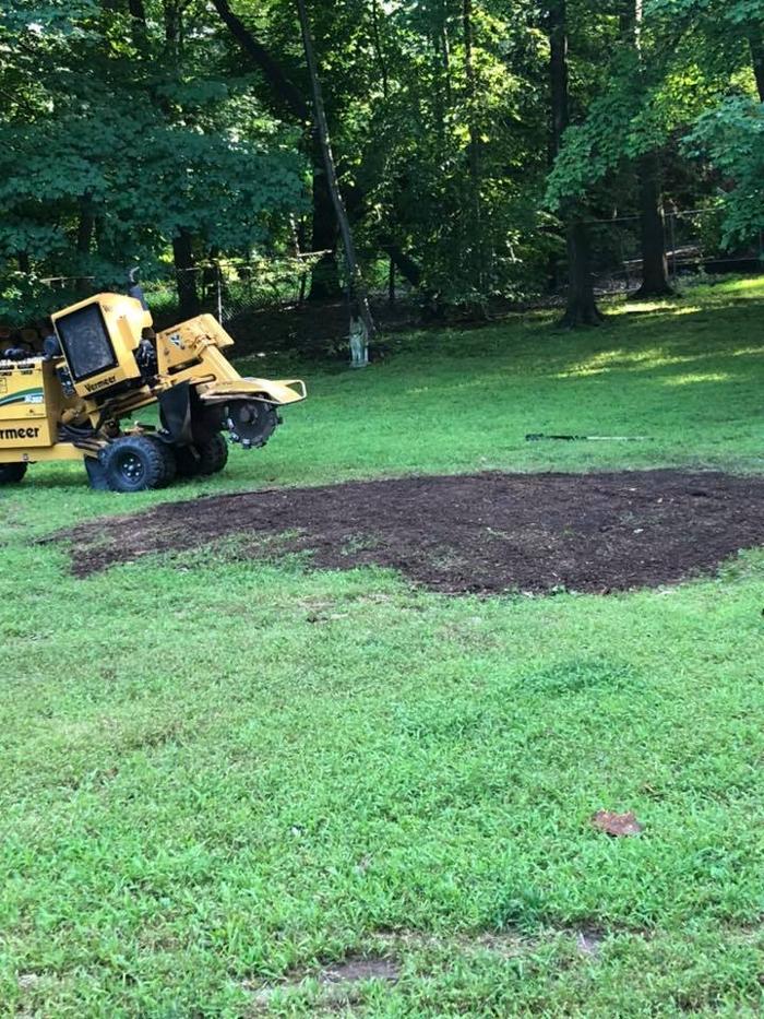 On Point Tree - New City, NY