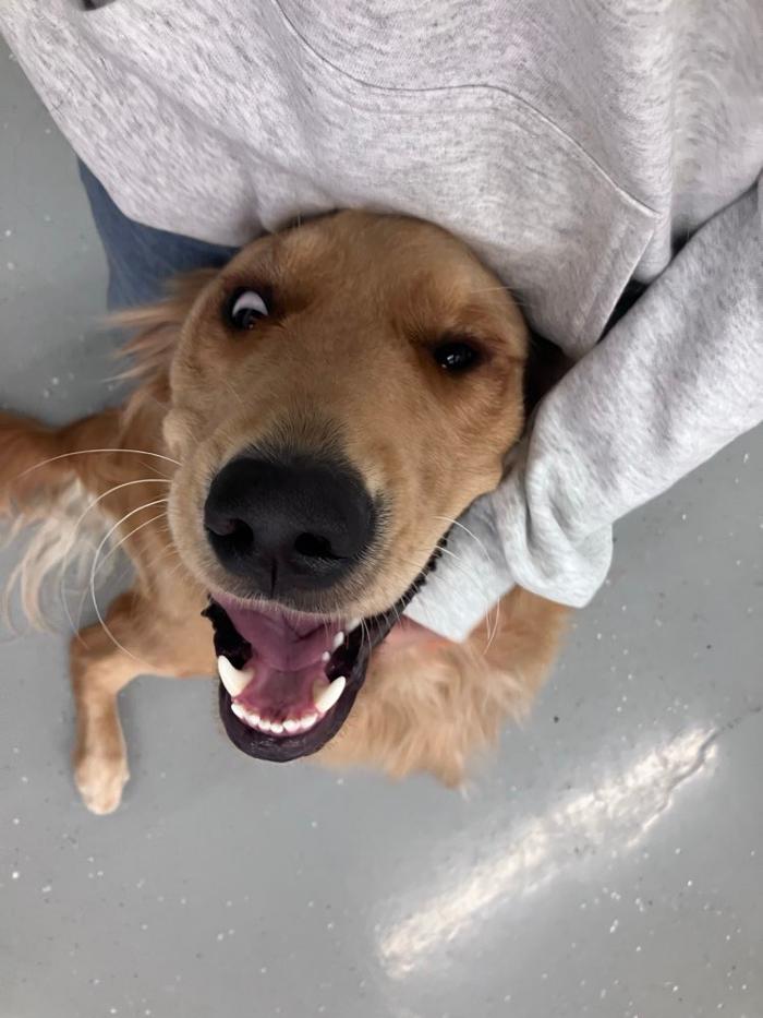 Camp Ruff It Doggie Daycare & Boarding - Carol Stream, IL