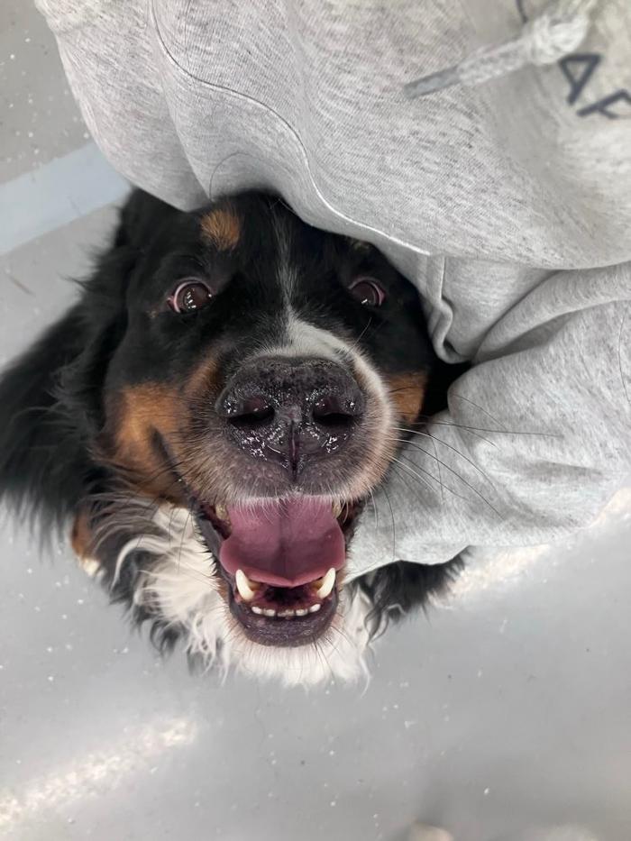 Camp Ruff It Doggie Daycare & Boarding - Carol Stream, IL