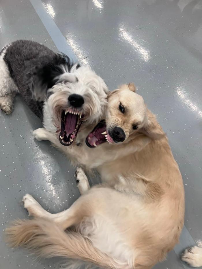 Camp Ruff It Doggie Daycare & Boarding - Carol Stream, IL