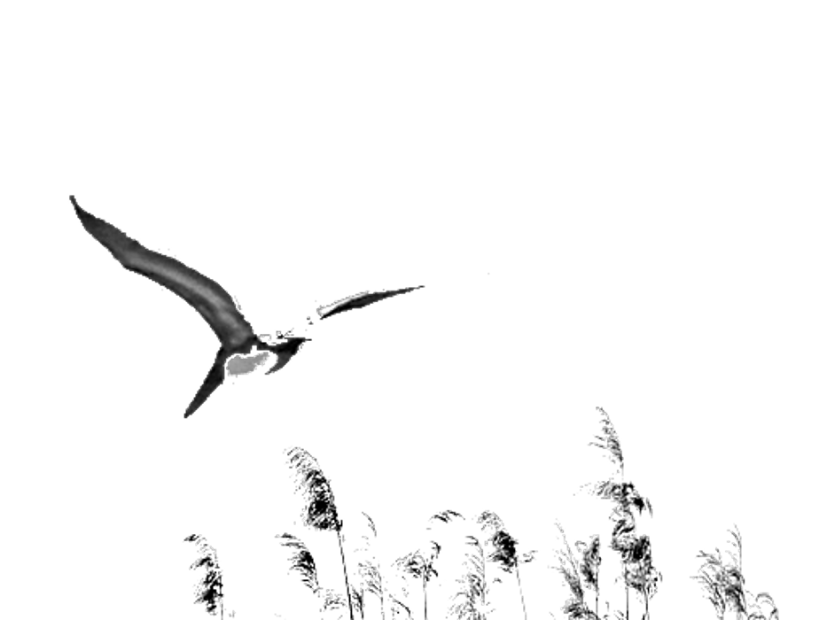 Gap Creek Media - Pensacola, FL