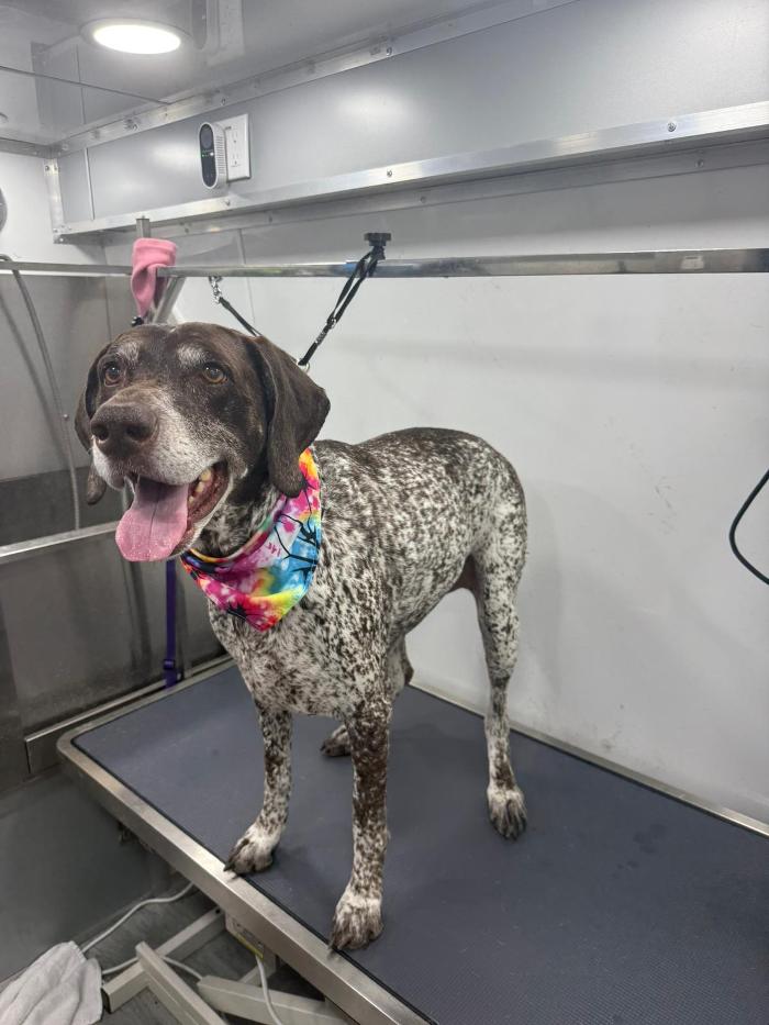 Doggystylin - Oviedo, FL