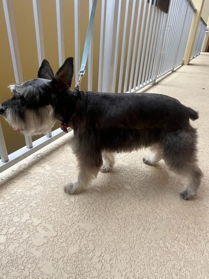 Doggystylin - Oviedo, FL