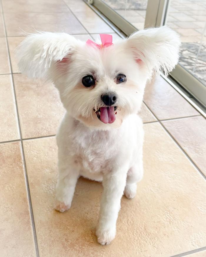 Doggystylin - Oviedo, FL