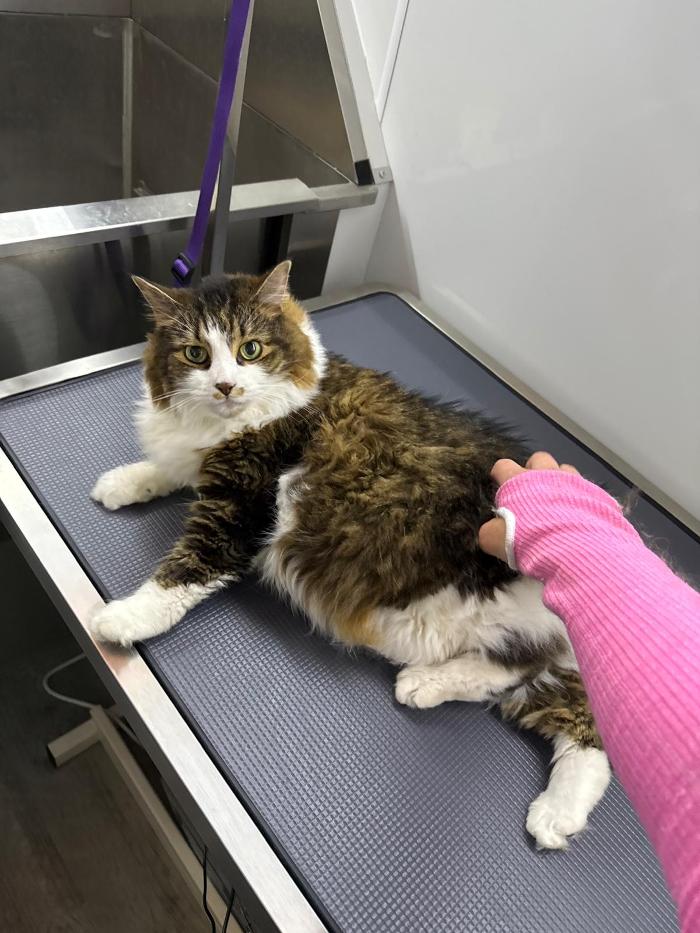 Doggystylin - Oviedo, FL