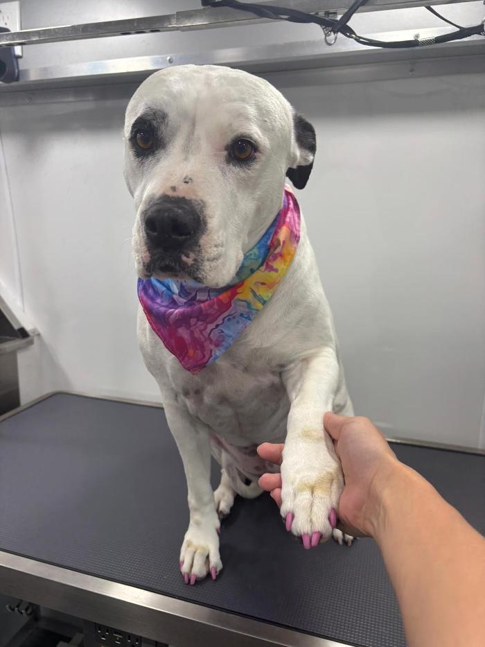 Doggystylin - Oviedo, FL