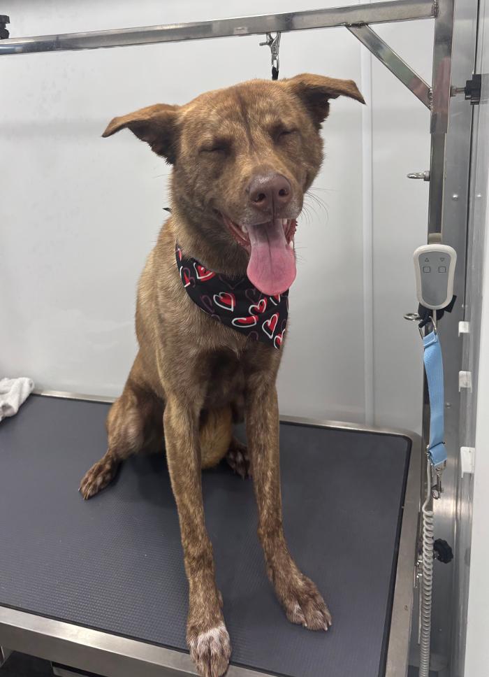 Doggystylin - Oviedo, FL