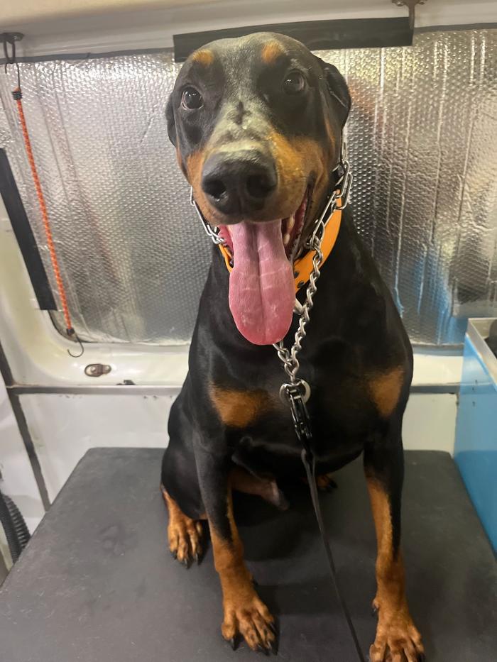 Doggystylin - Oviedo, FL