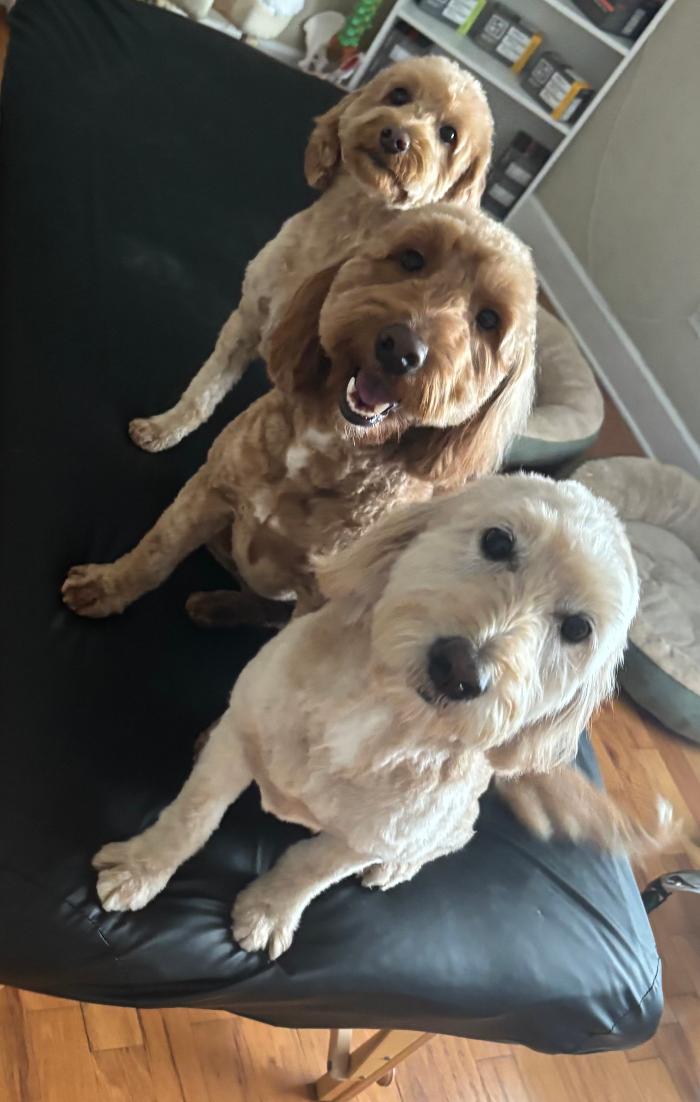 Doggystylin - Oviedo, FL