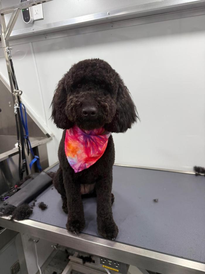 Doggystylin - Oviedo, FL