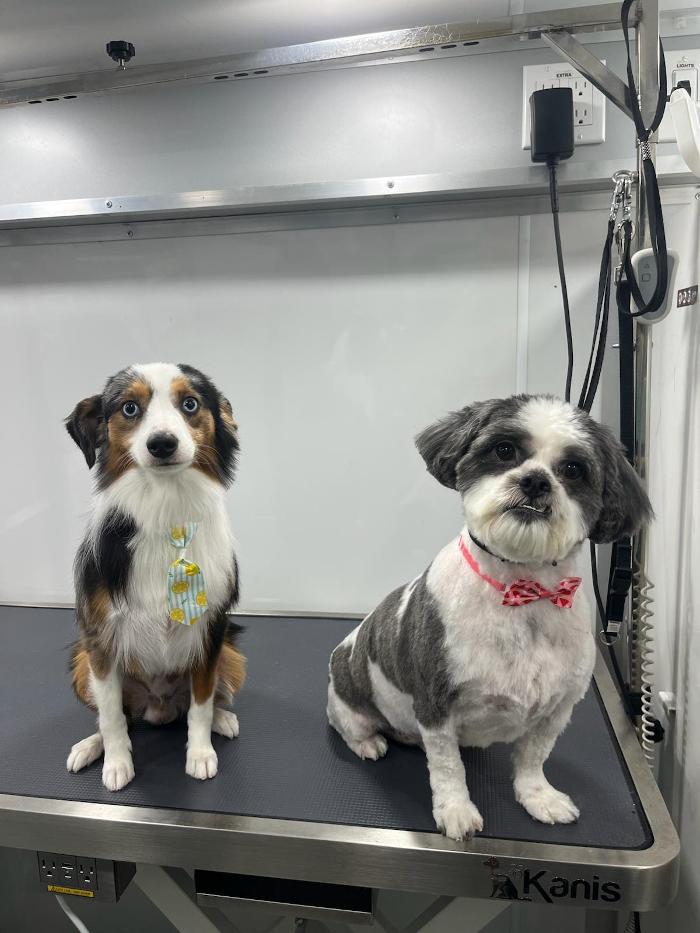 Doggystylin - Oviedo, FL